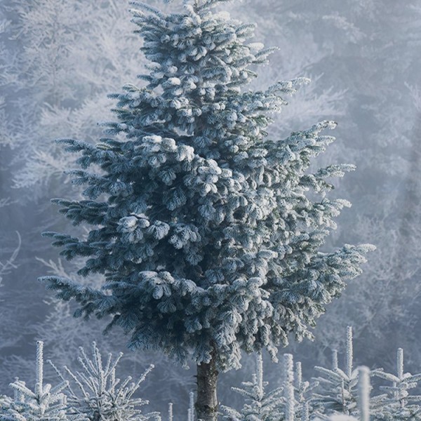 Trees in Snow - 200*145cm - Printed Tapestry